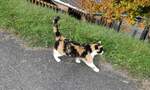 (281'669) - Katze am 19. Oktober 2025 in Kerns