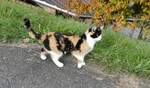 (281'670) - Katze am 19. Oktober 2025 in Kerns
