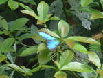 (211'162) - Schmetterling am 14.