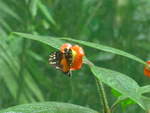 (211'509) - Schmetterling im Danaus am 17.