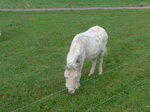 (173'227) - Esel am 21.