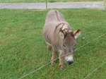(173'228) - Esel am 21.