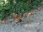 (164'348) - Ein Huhn am 31.