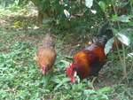 (212'179) - Huhn und Hahn am 23.