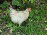 (254'689) - Huhn am 2. September 2023 in Kloster