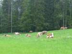 (160'958) - Khe auf einer Weide beim Kemmeriboden am 24.