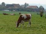 (166'231) - Rinder und Khe am 12.