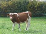 (166'232) - Rind am 12.