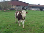 (179'316) - Ein Stier am 2.
