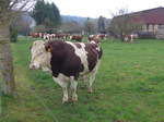 (179'317) - Ein Stier am 2.