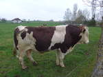 (179'318) - Ein Stier am 2.