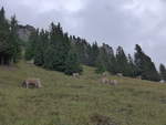 (195'964) - Khe auf der Allmenalp am 18.