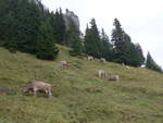 (195'966) - Khe auf der Allmenalp am 18.