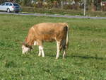 (222'129) - Kalb am 19.