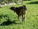 (254'880) - Kalb am 8.