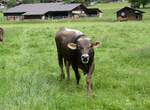 (263'223) - Rind am 28.