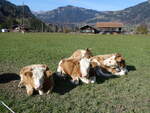 (268'985) - Vier Khe am 7. November 2024 in Gstaad