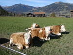 (268'994) - Vier Khe am 7. November 2024 in Gstaad
