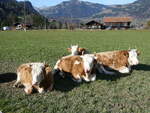 (268'995) - Vier Khe am 7. November 2024 in Gstaad
