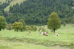 (280'483) - Ahorne und Khe am 17. September 2025 auf der Eng Alm in Eng