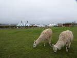 (268'645) - Zwei Lamas am 26. Oktober 2024 in Kintzheim, Cigoland