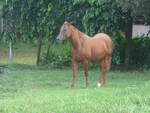 (212'330) - Pferd am 24.