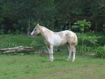 (212'331) - Pferd am 24.