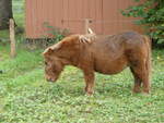 (256'417) - Pony am 26.