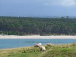 (190'671) - Schafe am Mount Maunganui am 21.