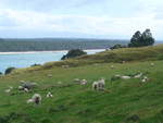 (190'673) - Schafe am Mount Maunganui am 21.