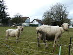 (244'087) - Schafe am 21.