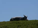 (273'658) - Schaf am 5.