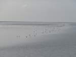 (156'803) - Vgel auf dem Wattenmeer am 19.