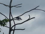 (211'586) - Vogel im Gest am 18.