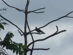 (211'587) - Vogel im Gest am 18.