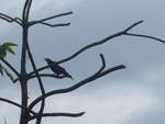 (211'588) - Vogel im Gest am 18.