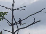 (211'589) - Vogel im Gest am 18.