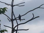 (211'590) - Vogel im Gest am 18.