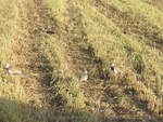 (211'728) - Vier Vgel auf dem Feld am 19.