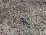 (211'404) - Vogel am 16.