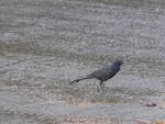 (211'433) - Vogel am 16.