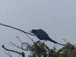 (211'443) - Vogel am 16.