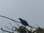 (211'444) - Vogel am 16.