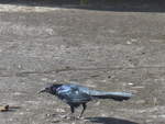 (212'454) - Vogel auf dem Platz am 26. November 2019 in Nuevo Arenal, Los Hroes