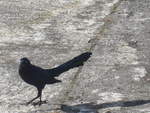 (212'455) - Vogel auf dem Platz am 26. November 2019 in Nuevo Arenal, Los Hroes