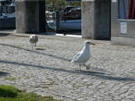(254'664) - Vgel am 2. September 2023 in Kloster