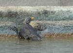 (254'867) - Vogelbad im Brunnen am 8. September 2023 in Andeer