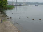 (183'433) - Enten am 11.