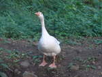 (211'920) - Gans am 21.
