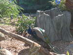 (190'287) - Pfau am 18. April 2018 im Animal Park von Grantville